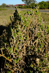 Delosperma crassum