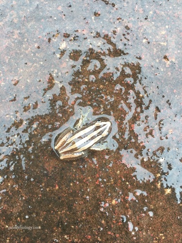 Pyjama Spiny Reed Frog