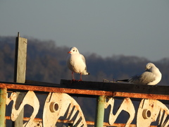 Chroicocephalus ridibundus
