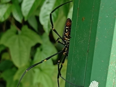 Nephila pilipes