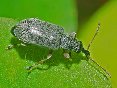 Cimberis attelaboides