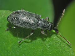 Cimberis attelaboides