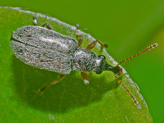 Cimberis attelaboides