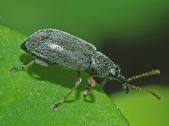 Cimberis attelaboides