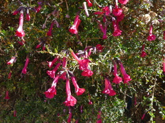 Cantua buxifolia