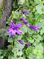 Campanula