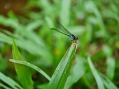 Pseudagrion pruinosum