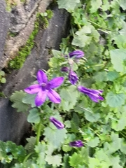 Campanula
