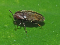 Trixagus dermestoides