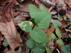 Phytomyza angelicastri