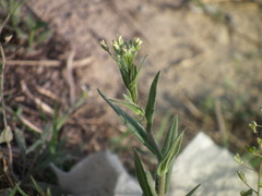 Camelina microcarpa