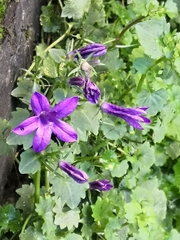 Campanula