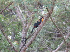 Ramphastos dicolorus