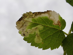 Phytomyza angelicastri