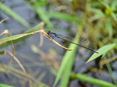 Pseudagrion pruinosum