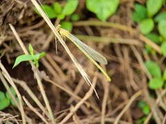 Pseudagrion pruinosum