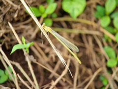 Pseudagrion pruinosum