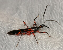 Harpagocoris