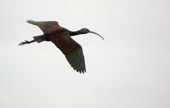 Plegadis chihi