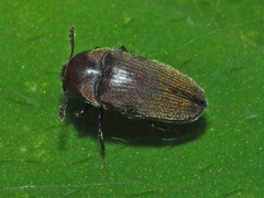 Trixagus dermestoides