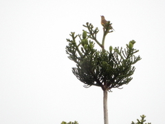 Turdus chrysolaus
