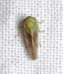 Oncopsis flavicollis