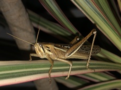 Schistocerca pallens