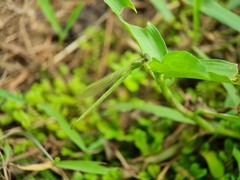 Pseudagrion pruinosum