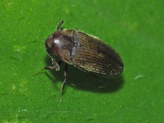 Trixagus dermestoides