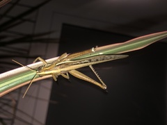 Schistocerca pallens