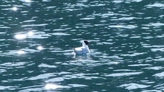 Chroicocephalus serranus