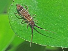 Orchesella flavescens