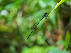 Prodasineura collaris