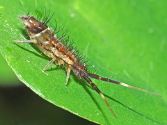 Orchesella flavescens