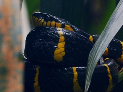 Boiga melanota