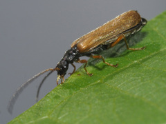 Rhagonycha lignosa