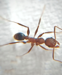 Pheidole spathifera