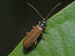 Rhagonycha lignosa