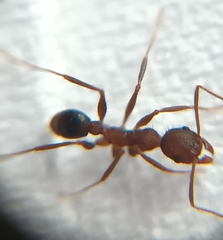 Pheidole spathifera