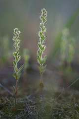 Veronica verna