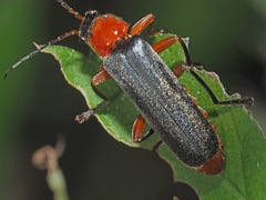 Cantharis pellucida