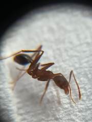 Pheidole spathifera
