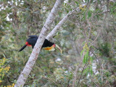 Ramphastos dicolorus