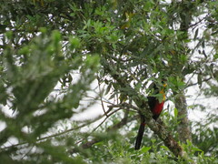 Ramphastos dicolorus