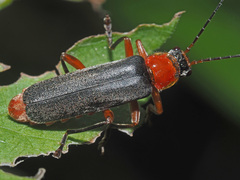 Cantharis pellucida