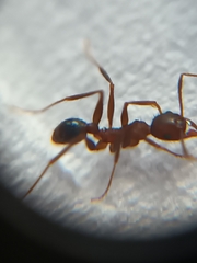 Pheidole spathifera