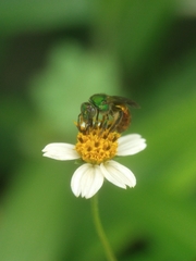 Augochloropsis