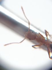 Pheidole spathifera