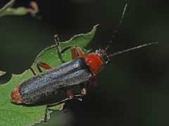 Cantharis pellucida