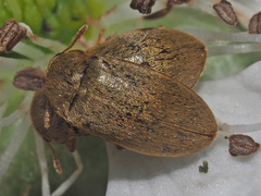 Byturus tomentosus